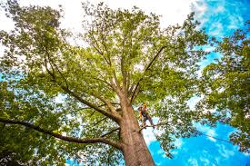 Best Lawn Maintenance Plans  in Shady Side, MD