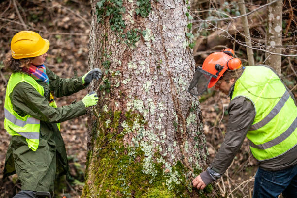 How Our Tree Care Process Works  in  Shady Side, MD