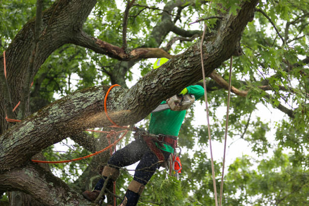 Best Firewood Processing and Delivery  in Shady Side, MD