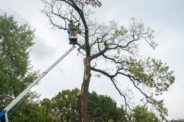 Best Fruit Tree Pruning  in Shady Side, MD