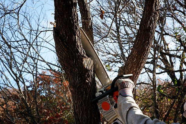 Best Hedge Trimming  in Shady Side, MD