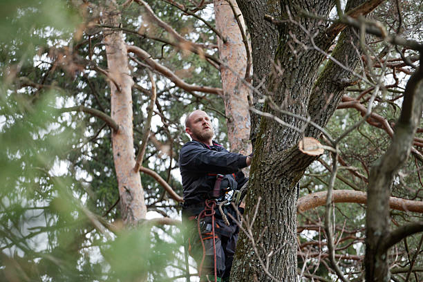 Tree and Shrub Care in Shady Side, MD