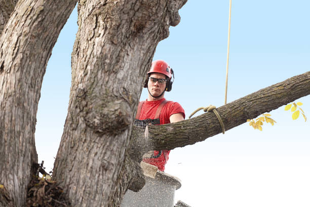 Best Tree Risk Assessment  in Shady Side, MD